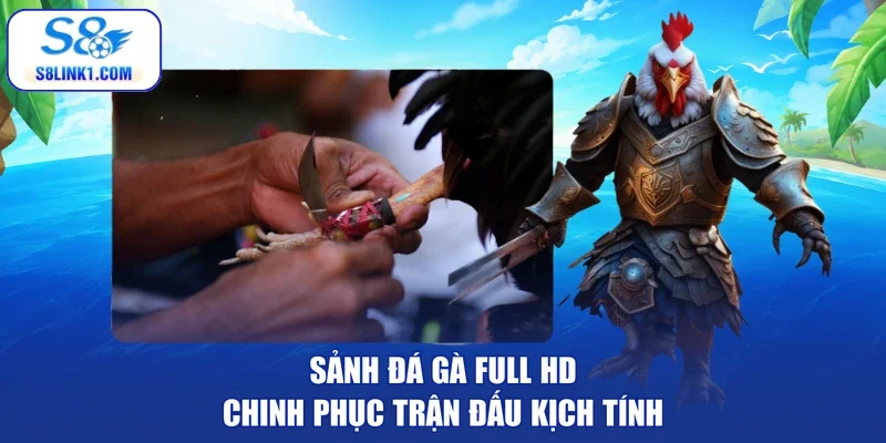 Sảnh đá gà full HD chinh phục trận đấu kịch tính